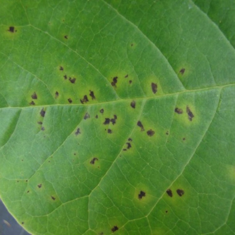 It is difficult to separate out the symptoms of syringae leaf spot from bacterial spot. However, Pseudomonas sp. is much more an issue during cooler and wet weather conditions combined with heavy overhead irrigation.